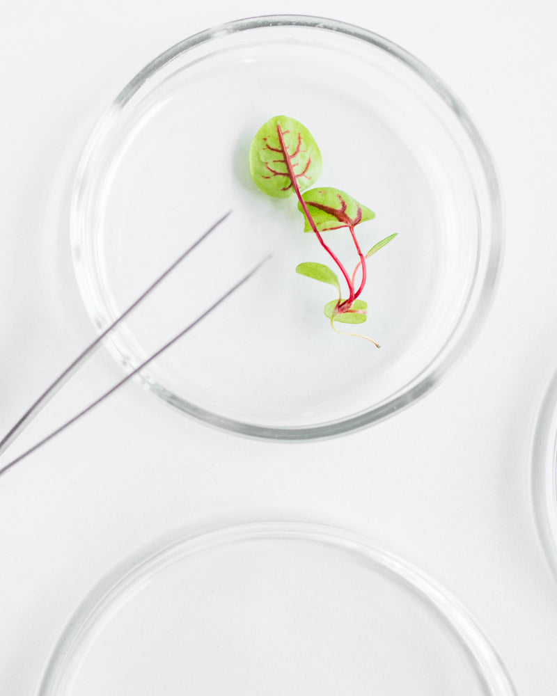 Biohacking: La Chiave del Benessere nel 2024