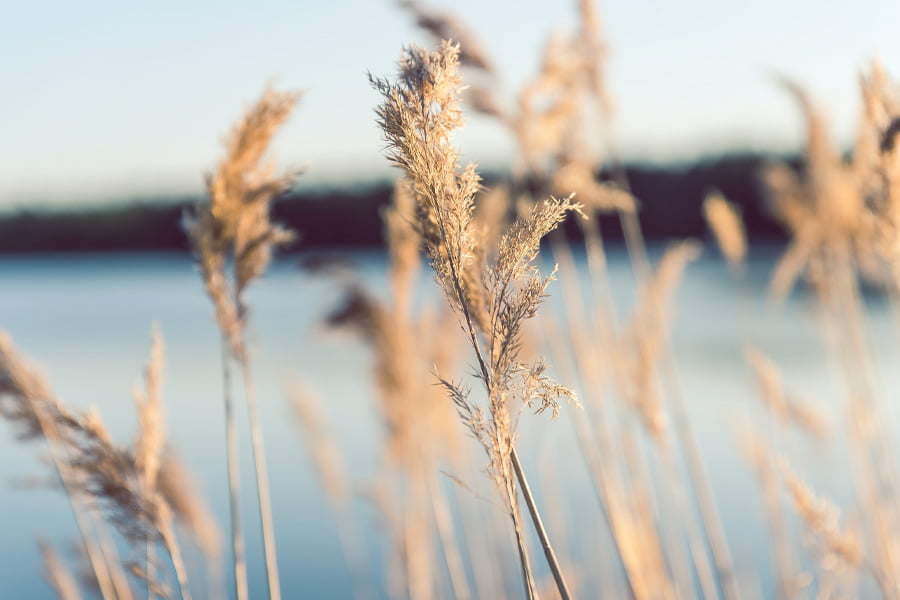 La cosmesi bio e naturale: caratteristiche e benefici